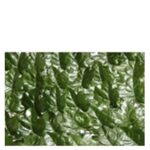 Siepe Sintet. Edera 150X300  Ss809803